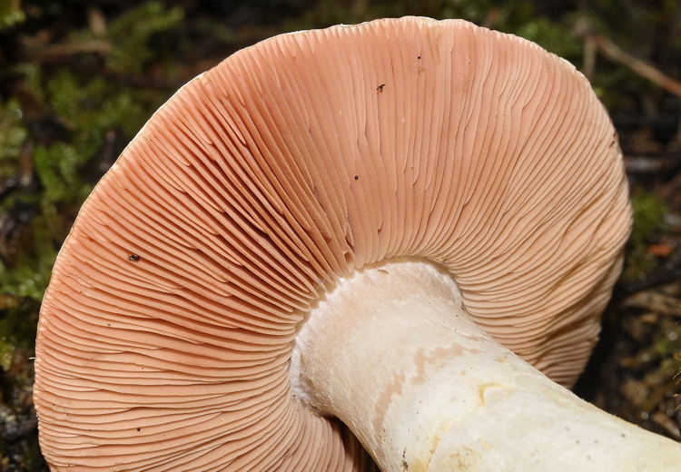 Agaricus bresadolanus